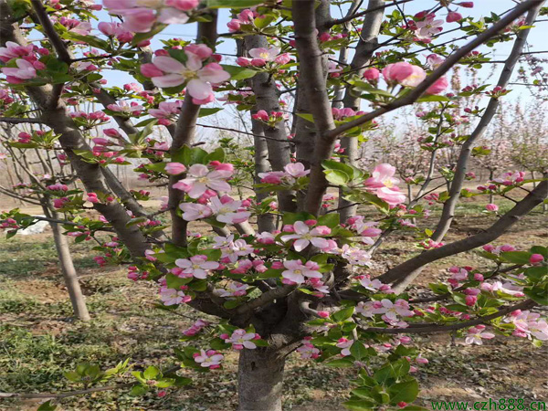 西府海棠常見病蟲害有哪些？ 西府海棠病蟲害防治方法