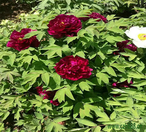 美人櫻修剪的必要性 美人櫻如何修剪？