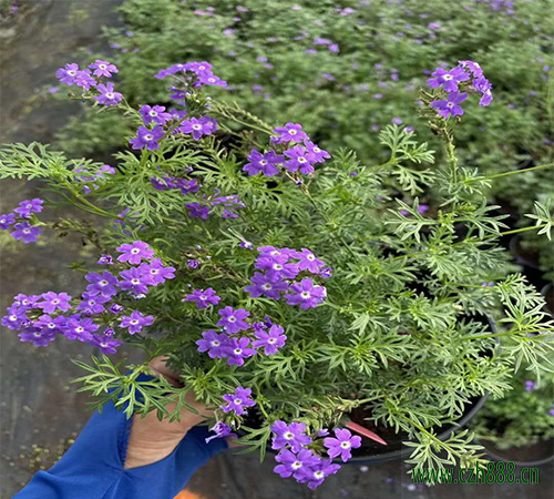 美人櫻修剪的必要性 美人櫻如何修剪？