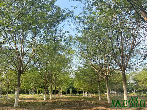 國槐冬季病蟲害防治 國槐冬季有哪些病蟲害？