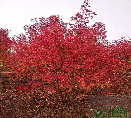 美國紅楓的扦插時間 美國紅楓扦插方法