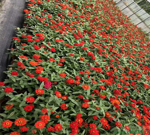 百日草種子一般什么時候種植比較好？