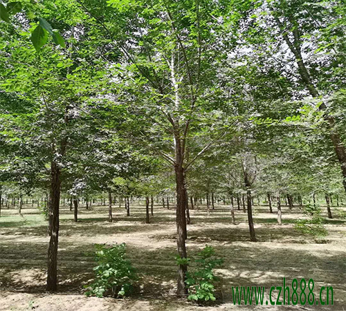 白榆榆毒蛾的防治方法 白榆病蟲害防治