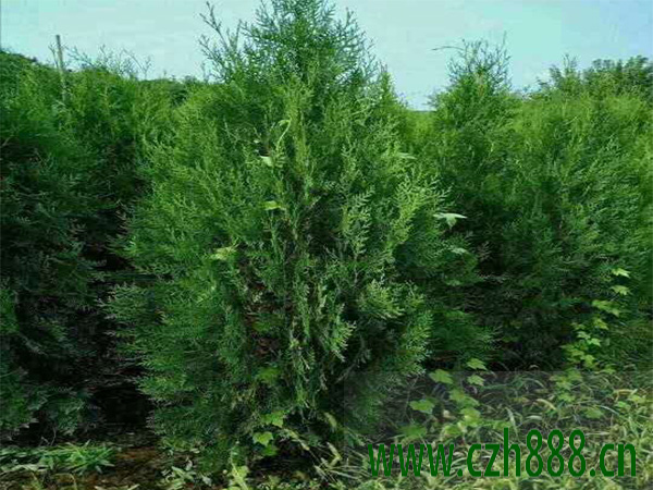 中國側柏和日本扁柏有什么不同？ 側柏的習性特征