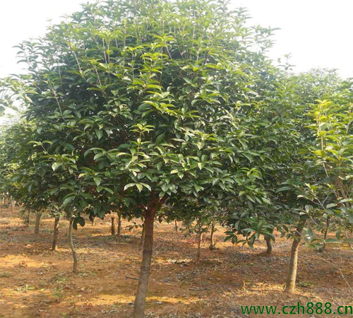 桂花樹常見病蟲害有哪些？ 桂花樹病蟲害防治方法