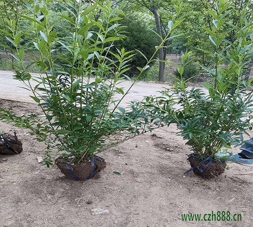 連翹病蟲害防治措施有哪些？ 連翹病蟲害防治方法