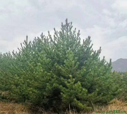 油松針枯病的防治方法  油松生病蟲害防治