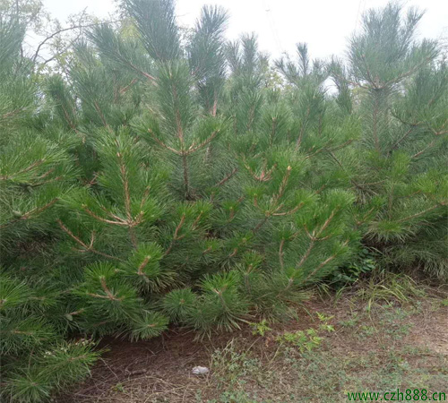 油松針枯病的防治方法  油松生病蟲害防治