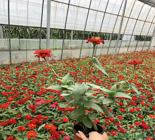 百日草適合什么季節(jié)種植?一起來(lái)看看