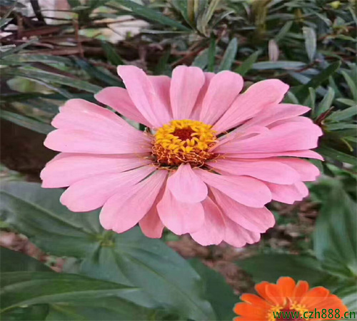 百日草適合什么季節(jié)種植?一起來(lái)看看