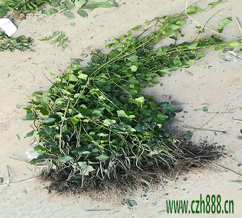 常青藤扦插繁殖成活率高的方法介紹