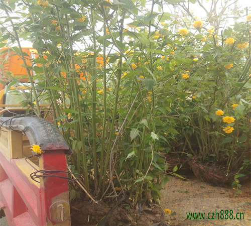 棣棠培育的關(guān)鍵要點(diǎn) 棣棠常見病蟲害防治