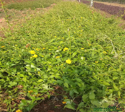 棣棠培育的關(guān)鍵要點(diǎn) 棣棠常見病蟲害防治