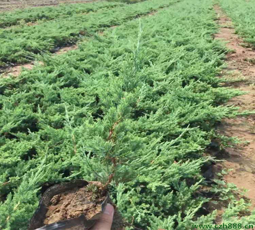 鋪地柏葉片發黃的原因 鋪地柏葉片發黃的處理方法