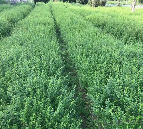 小葉女貞病蟲害的防治 小葉女貞有哪些病蟲害？