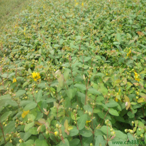 金絲梅的病蟲害防治 金絲梅病蟲害防治辦法
